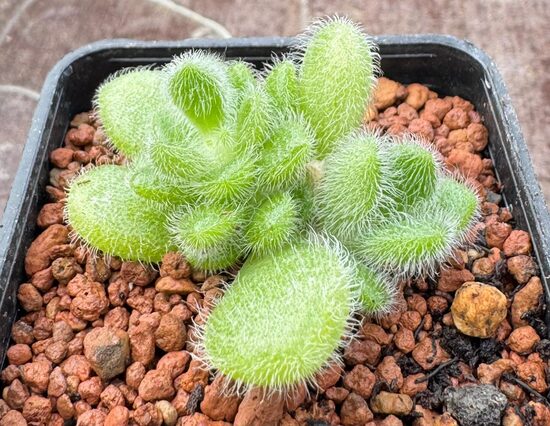 SEDUM MOCIANUM 5cm pods